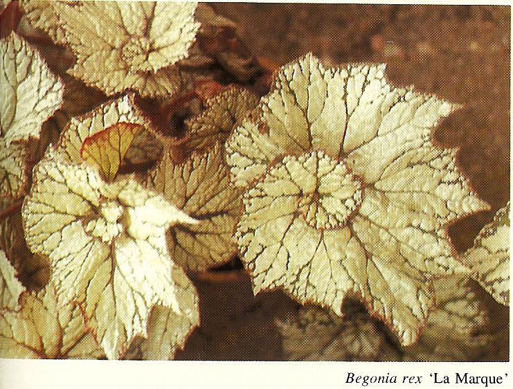 B. ‘La Marque’